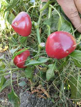 Семена перец сладкий Гогошар Мариуполь