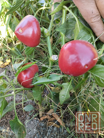 Семена перец сладкий Гогошар Мариуполь - изображение 1