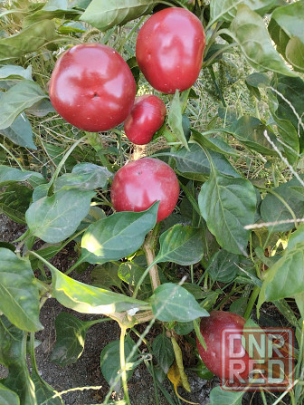 Семена перец сладкий Гогошар Мариуполь - изображение 2