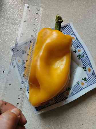 Семена сладкий перец жёлтый крупный Мариуполь