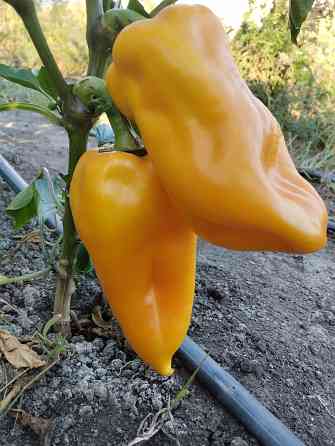 Семена сладкий перец жёлтый крупный Мариуполь