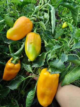 Семена сладкий перец жёлтый крупный Мариуполь