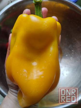 Семена сладкий перец жёлтый крупный Мариуполь - изображение 2