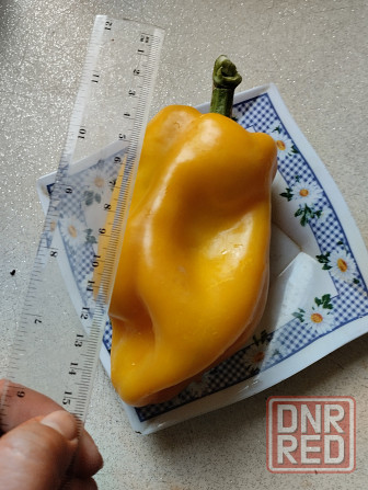 Семена сладкий перец жёлтый крупный Мариуполь - изображение 1