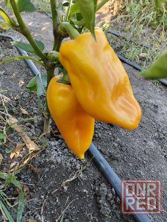 Семена сладкий перец жёлтый крупный Мариуполь - изображение 5