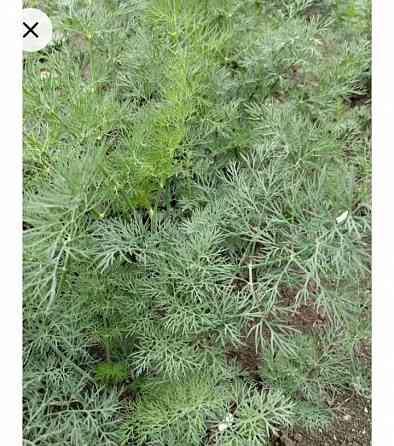 Семена укропа Мариуполь