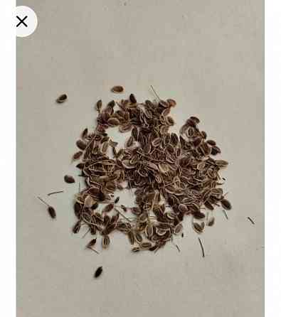 Семена укропа Мариуполь