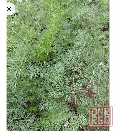 Семена укропа Мариуполь - изображение 1