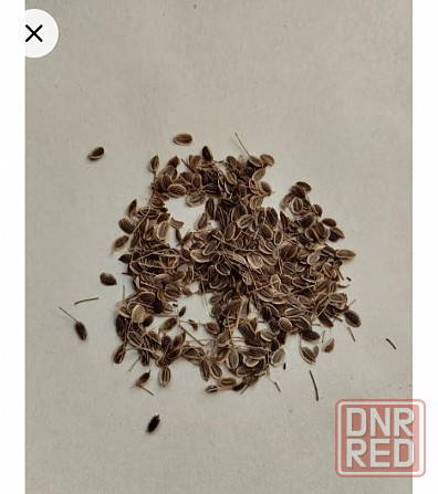 Семена укропа Мариуполь - изображение 2