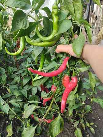 Семена горький перец Мариуполь