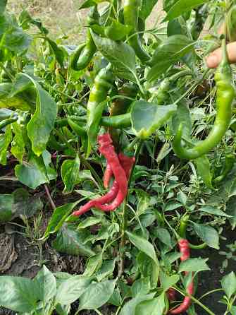 Семена горький перец Мариуполь