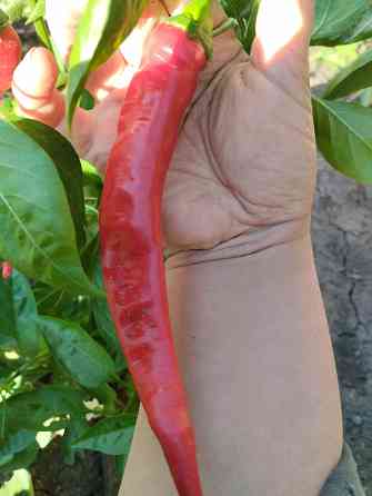 Семена горький перец Мариуполь