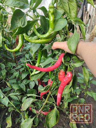Семена горький перец Мариуполь - изображение 3
