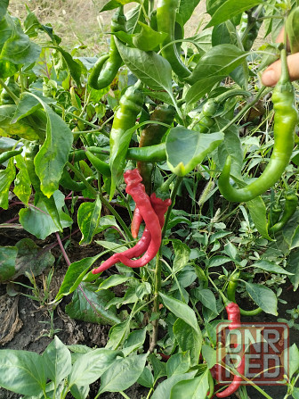 Семена горький перец Мариуполь - изображение 4