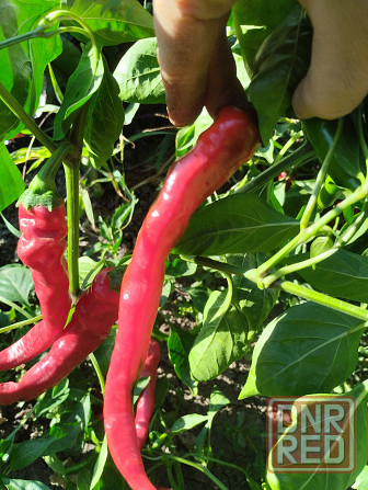 Семена горький перец Мариуполь - изображение 2