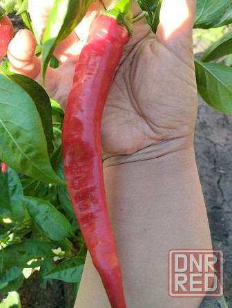 Семена горький перец Мариуполь - изображение 1