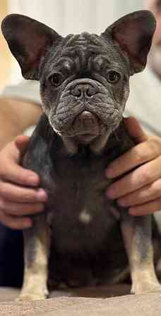 Продаются щенки французского бульдога Донецк