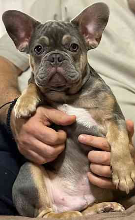 Продаются щенки французского бульдога Донецк