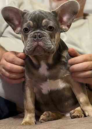 Продаются щенки французского бульдога Донецк