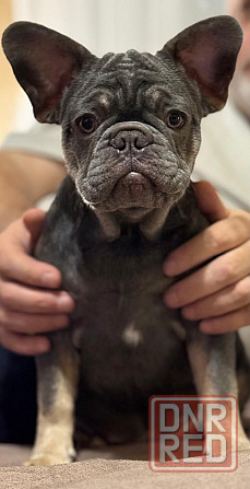 Продаются щенки французского бульдога Донецк - изображение 1