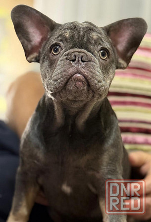 Продаются щенки французского бульдога Донецк - изображение 2