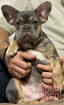 Продаются щенки французского бульдога Донецк - изображение 3