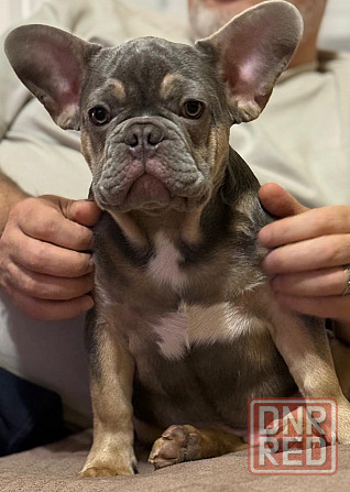 Продаются щенки французского бульдога Донецк - изображение 4
