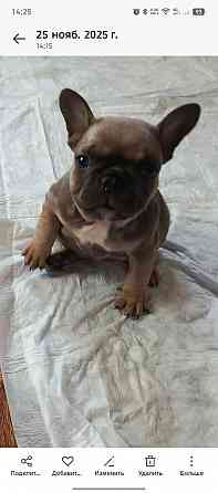 Продам щенка французского бульдога Макеевка