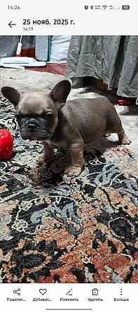 Продам щенка французского бульдога Макеевка