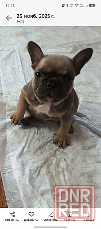 Продам щенка французского бульдога Макеевка - изображение 1