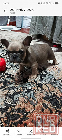 Продам щенка французского бульдога Макеевка - изображение 2
