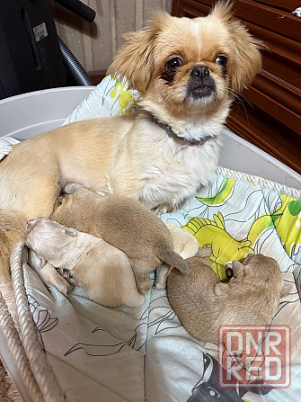 Продам щенков пекинес Донецк - изображение 5