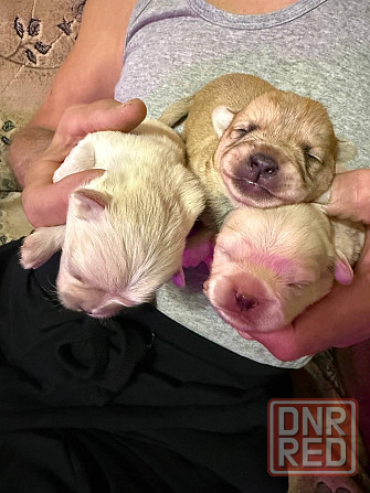 Продам щенков пекинес Донецк - изображение 2