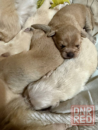 Продам щенков пекинес Донецк - изображение 4