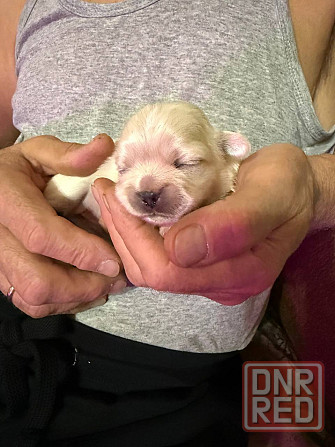 Продам щенков пекинес Донецк - изображение 3