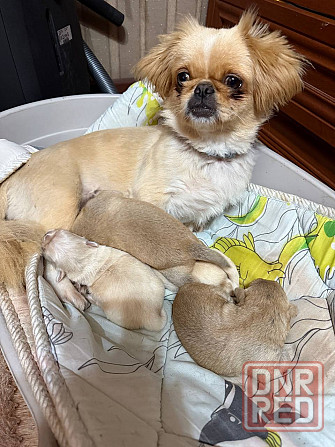 Продам щенков пекинес Донецк - изображение 1