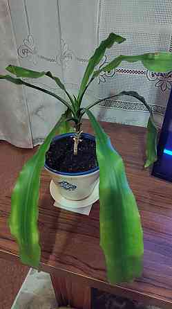 Цветок Драцена Донецк