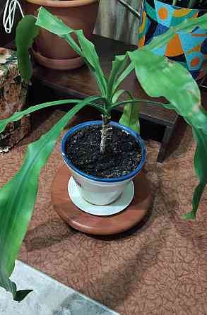 Цветок Драцена Донецк