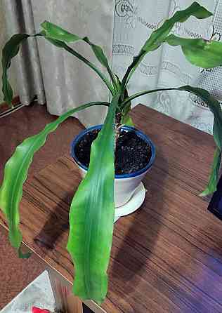 Цветок Драцена Донецк