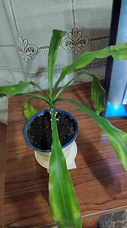 Цветок Драцена Донецк