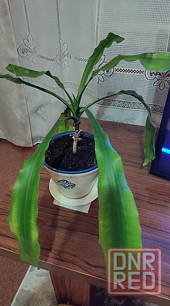 Цветок Драцена Донецк - изображение 2