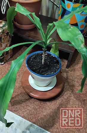 Цветок Драцена Донецк - изображение 1