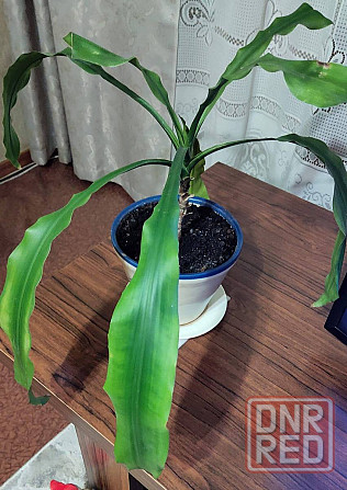 Цветок Драцена Донецк - изображение 3