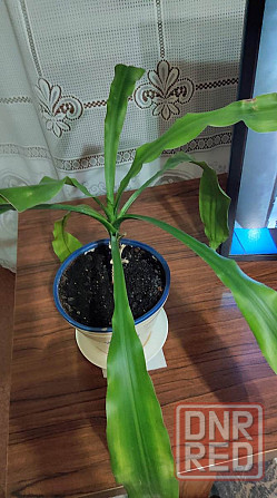 Цветок Драцена Донецк - изображение 4