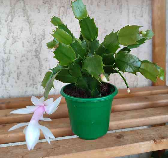 Шлюмбергера белая Донецк