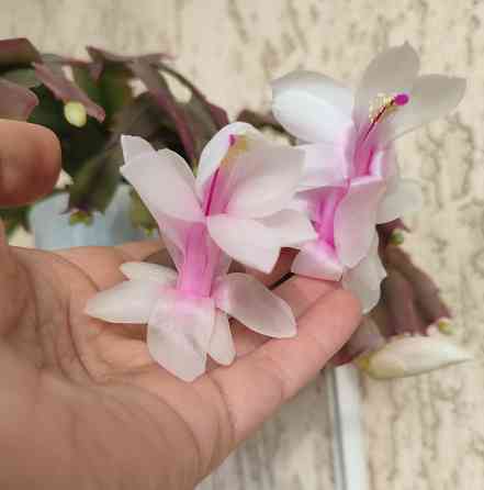 Шлюмбергера белая Донецк