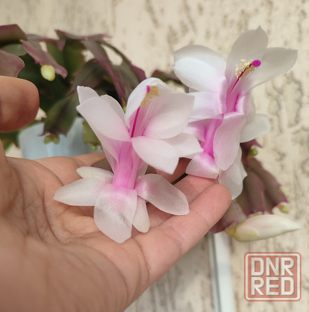 Шлюмбергера белая Донецк - изображение 3