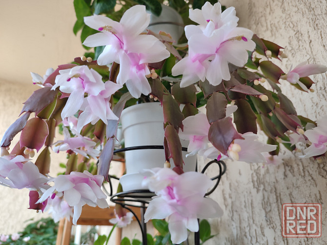 Шлюмбергера белая Донецк - изображение 1