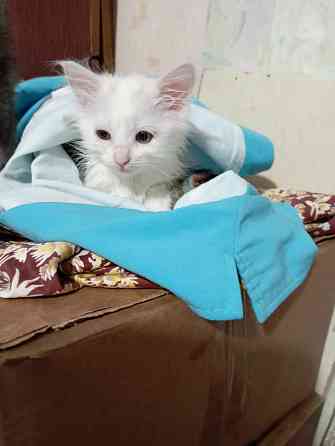 Отдам котят Донецк