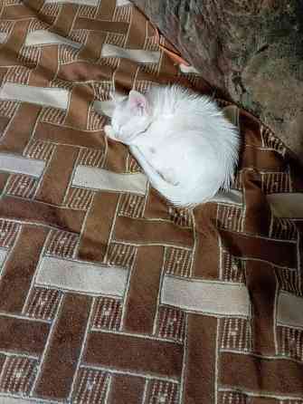 Отдам котят Донецк